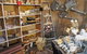 Perennialle Plants Nursery And Garden - thumb 2