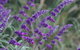 Perennialle Plants Nursery And Garden - thumb 4