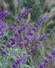 Perennialle Plants Nursery And Garden - New South Wales Tourism  4