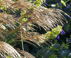 Perennialle Plants Nursery And Garden - New South Wales Tourism  3
