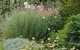 Perennialle Plants Nursery And Garden - thumb 6