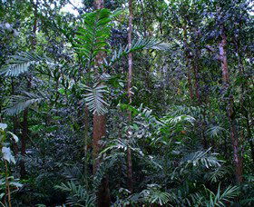 Kutini-Payamu (Iron Range) National Park (CYPAL) - New South Wales Tourism  2