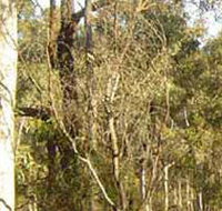 Warby-Ovens National Park - New South Wales Tourism 