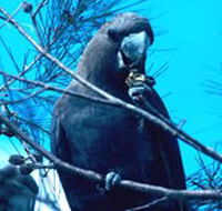 Mount Archer National Park - New South Wales Tourism 