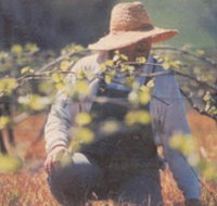 Canobolas Smith Winery - New South Wales Tourism 