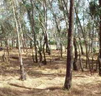 Chiltern-Mt Pilot National Park - New South Wales Tourism 