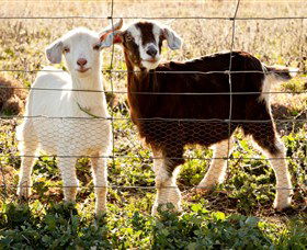 Dunkell Goats - New South Wales Tourism  3