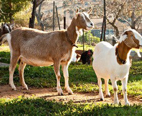 Dunkell Goats - New South Wales Tourism  1