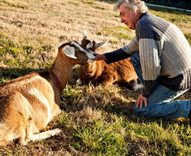 Dunkell Goats - New South Wales Tourism  4