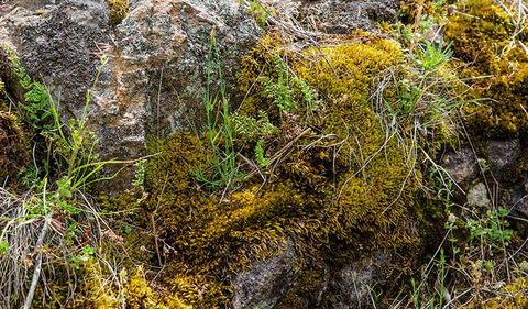 Hopetoun Falls Walking Track - New South Wales Tourism  2