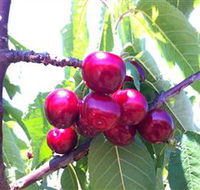 Ballinaclash Orchard and Cellar Door - New South Wales Tourism 