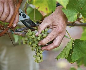 Austins & Co. - New South Wales Tourism  1