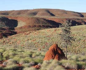 Camel Trail, Millstream-Chichester National Park - New South Wales Tourism  0