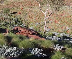 Camel Trail, Millstream-Chichester National Park - New South Wales Tourism  2