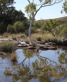 Camel Trail, Millstream-Chichester National Park - New South Wales Tourism  3