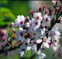 Sakura Avenue - New South Wales Tourism 