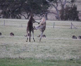 Living Legends: The International Home Of Rest For Champion Horses - New South Wales Tourism  2