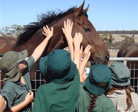 Living Legends: The International Home Of Rest For Champion Horses - New South Wales Tourism  4