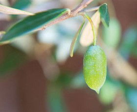The Olive Shop - Milawa - New South Wales Tourism  1