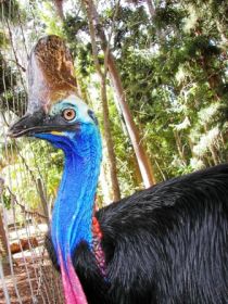 Cooberrie Park Wildlife Sanctuary - New South Wales Tourism  1