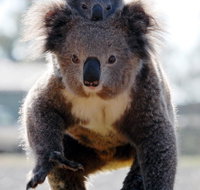 Koalas in Gunnedah - New South Wales Tourism 