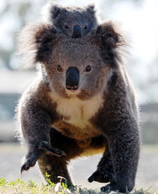 Koalas In Gunnedah - New South Wales Tourism  0