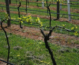 Beechworth Wine Estates - New South Wales Tourism  2