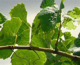 Angullong Wines - New South Wales Tourism  1