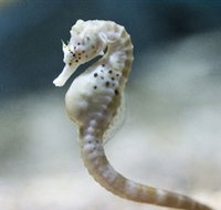 SEA LIFE Melbourne Aquarium - New South Wales Tourism 