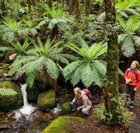 Baw Baw National Park - New South Wales Tourism 