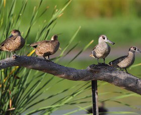 Jerrabomberra Wetlands - New South Wales Tourism  0