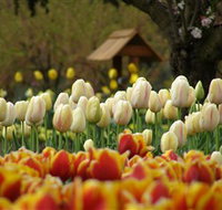 Tulip Top Gardens - New South Wales Tourism 