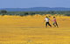 Wildflowers Of The Mid West - thumb 0
