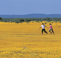 Wildflowers of the Mid West - New South Wales Tourism 