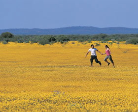 Wildflowers Of The Mid West - New South Wales Tourism  0