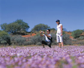 Wildflowers Of The Mid West - New South Wales Tourism  1