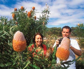 Wildflowers Of The Mid West - New South Wales Tourism  3