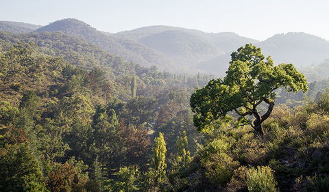 Mares Forest Creek Walking Track - New South Wales Tourism  3