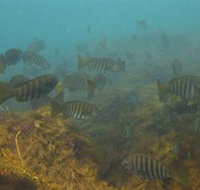 Bunurong Marine and Coastal Park - New South Wales Tourism 