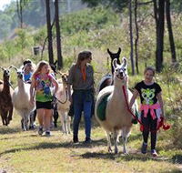 Ottaba Llamas - New South Wales Tourism 