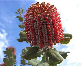 Discovery Bay Tourism Experience - New South Wales Tourism  2