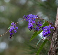 Mann River Nature Reserve - New South Wales Tourism 