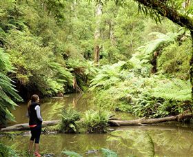 Morwell National Park - New South Wales Tourism  0