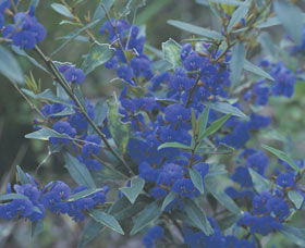 Kalamunda National Park - New South Wales Tourism  2