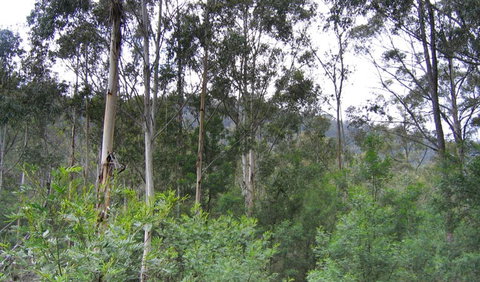Bangadilly National Park - New South Wales Tourism  1