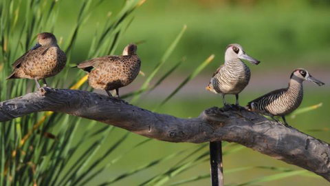 Jerrabomberra Wetlands - New South Wales Tourism  2