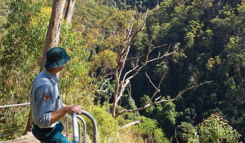 Lyrebird Falls Walking Track - New South Wales Tourism  1