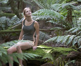 Barrington Tops National Park - Honeysuckle Forest Track - New South Wales Tourism  0