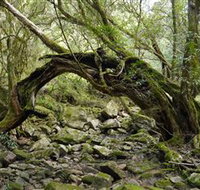 Mitchell River Walking Track - New South Wales Tourism 