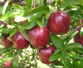 Top 40 Orchard - New South Wales Tourism  0